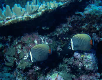 Halsbandfalterfische