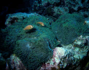 Anemonen