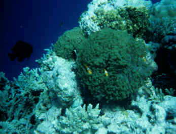 Anemone