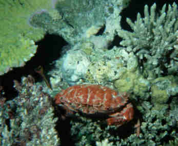 Krabbe