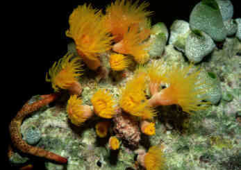 Krustenanemonen