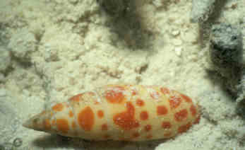 Kegelschnecke