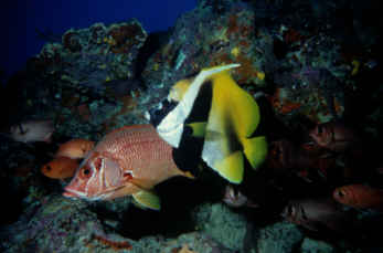 Wimpelfisch und Soldat
