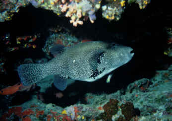 Kugelfisch