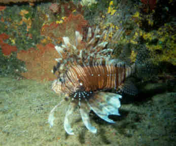 Rotfeuerfisch