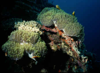 Anameone