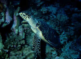 Turtle