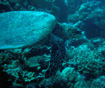 Turtle