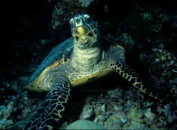Turtle