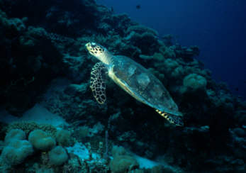 Turtle