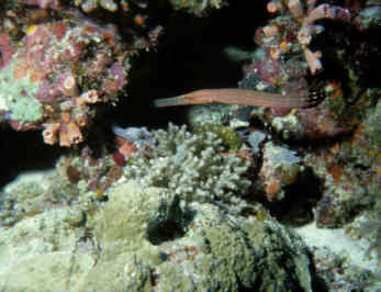Trompetenfisch