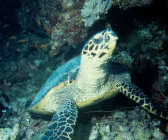 Turtle