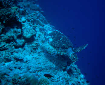 Turtle