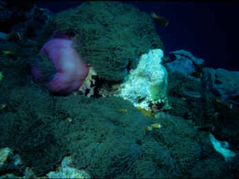 Anemonen