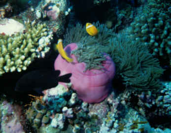 Anemone