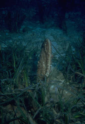 Steckmuschel