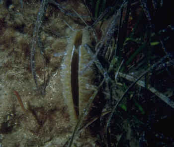 Steckmuschel