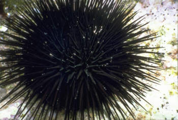 Seeigel