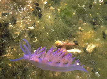 Fadenschnecke