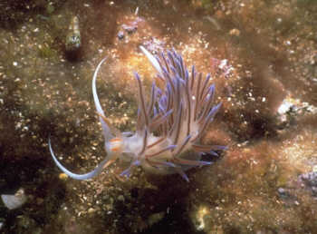 Fadenschnecke