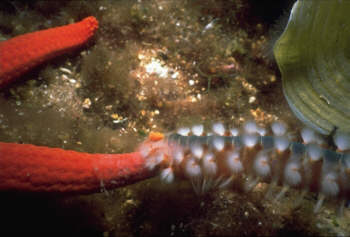 Borstenwurm-Attacke