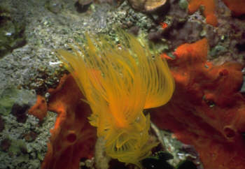 gelber R&ouml;hrenwurm