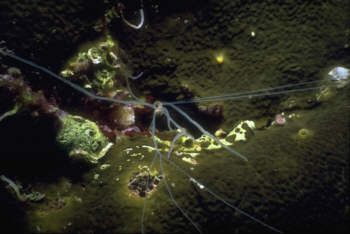Fadenwurm