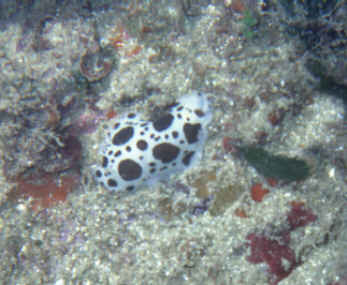 Leopardennacktschnecke
