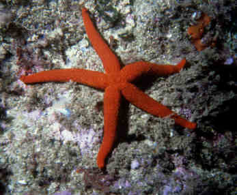 Seestern