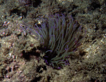 Anemone