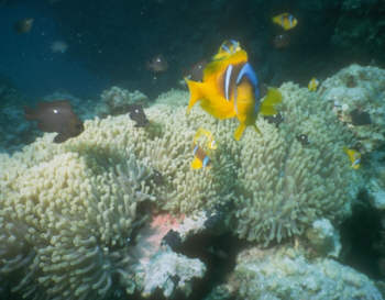 Anemone