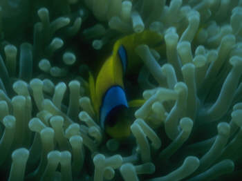 Rotmeeranemonenfisch