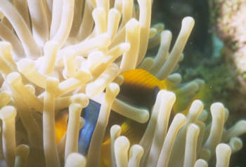 Rotmeeranemonenfisch