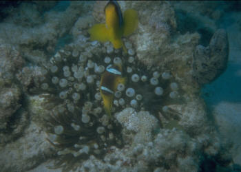 Rotmeeranemonenfisch