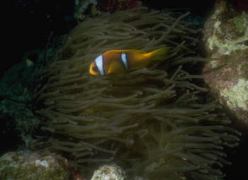 Rotmeeranemonenfisch