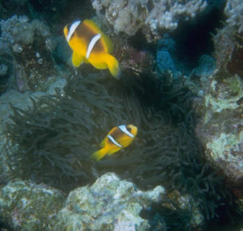 Paar Rotmeeranemonenfische