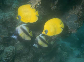 Maskenfalterfische mit Rotmeerwimpelfischen