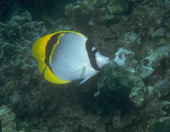 Riesenfalterfisch