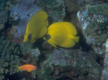 Maskenfalterfische
