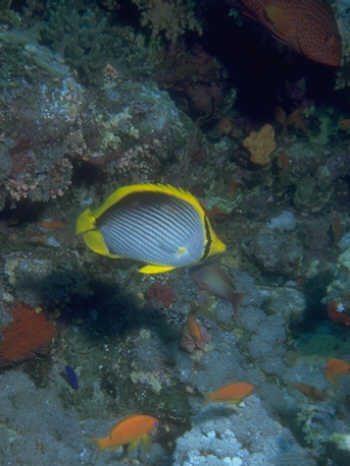 Gelbsaumfalterfisch