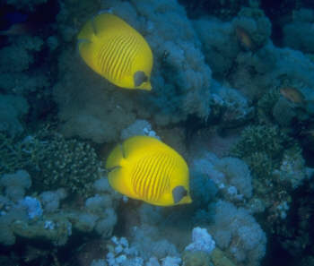 Maskenfalterfische
