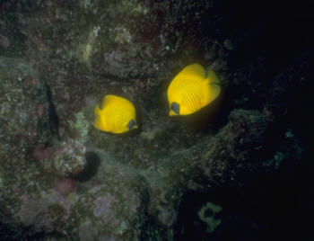 Maskenfalterfische