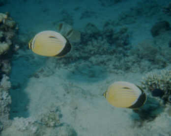 Polypenfalterfisch