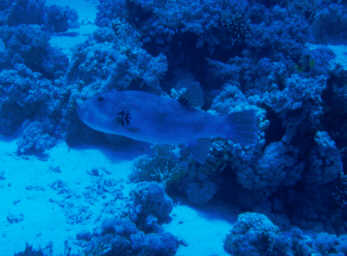 Kugelfisch