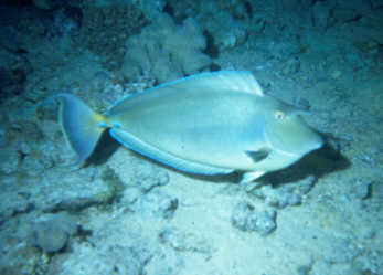 Langnasendoktor