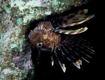 Rotfeuerfisch
