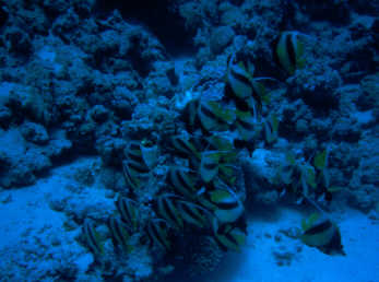 Wimpelfische