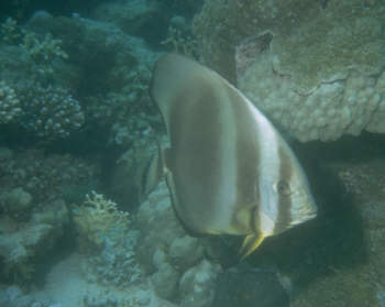 Fledermausfisch
