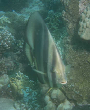 Fledermausfisch