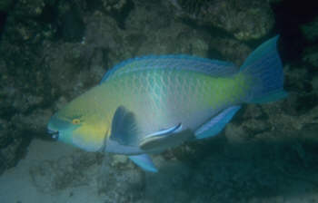 Rostpapageienfisch